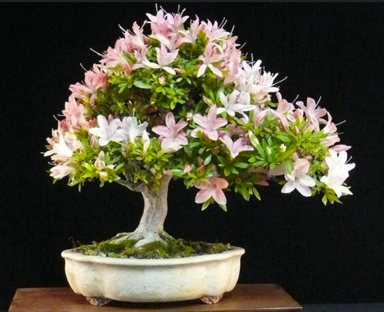 Azalea Bonsai (Rhododendron indicum)